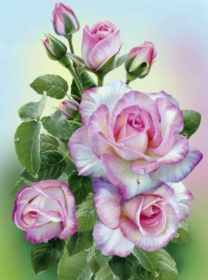 "Бело-пурпурные розы"