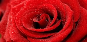 "Красная роза"
