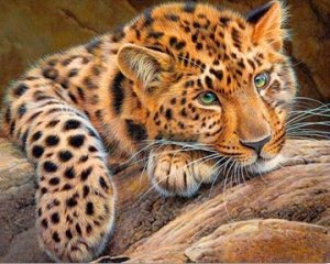 "Леопард на камнях"