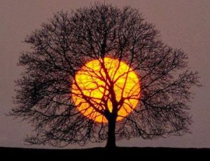 "Дерево на закате"
