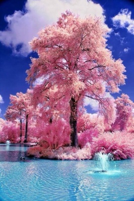 "Розовое дерево и фонтаны"