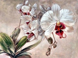 "Белая орхидея"