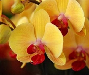 "Желтые орхидеи"