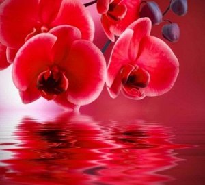 "Красные орхидеи над водой"