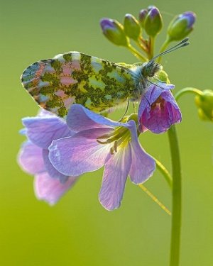 "Бабочка на цветке"