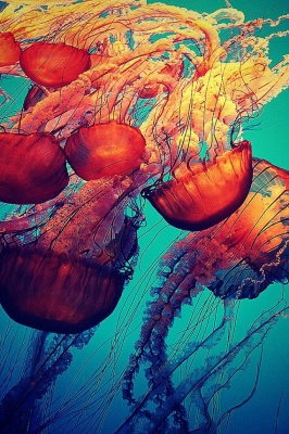"Красные медузы"