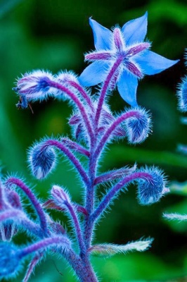"Синий цветок"