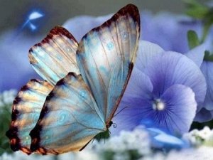 "Красота бабочки"