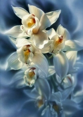 "Нежные орхидеи"