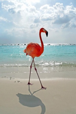 Красный фламинго на берегу