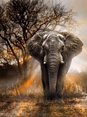 "Царственный слон"