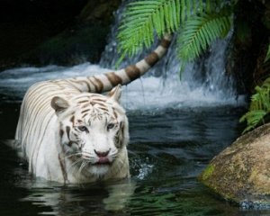 "Белый тигр"