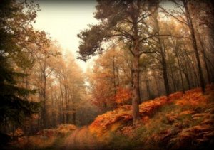 "Осенний лес"