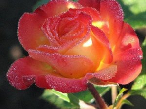 "Утренняя роза"