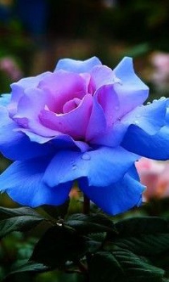 "Синяя роза"