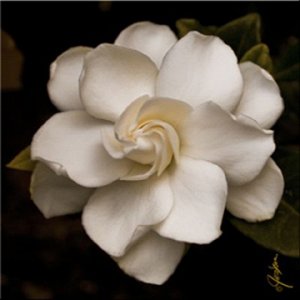 "Белый цветок"