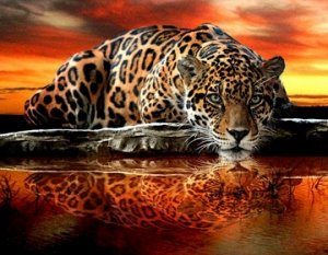"Леопард на закате солнца"