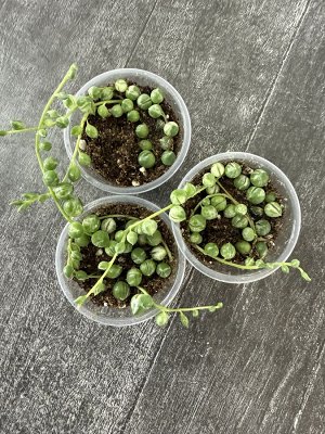 Крестовник Роули вариегатный. Senecio rowleyanus var.