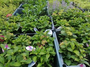 Европейские саженцы Гортензия крупнолистная (Hydrangea macrophylla Tabletensia Pink) P9  HIT!