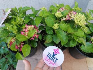 Европейские саженцы Гортензия крупнолистная (Hydrangea macrophylla Tabletensia Pink) P9  HIT!