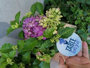 Европейские саженцы Гортензия крупнолистная (Hydrangea macrophylla Tabletensia Pink) P9  HIT!