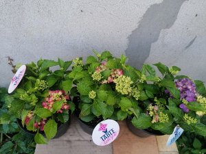 Европейские саженцы Гортензия крупнолистная (Hydrangea macrophylla Tabletensia Pink) P9  HIT!