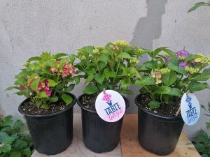 Европейские саженцы Гортензия крупнолистная (Hydrangea macrophylla Tabletensia Pink) P9  HIT!