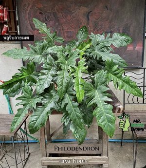 Филодендрон Lime Fiddle
