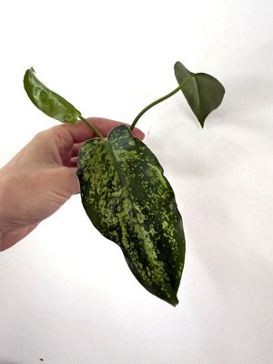 Филодендрон Lime Fiddle