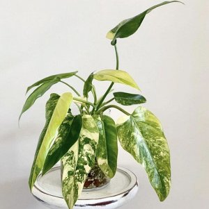 филодендрон Domesticum Siam Sunrise