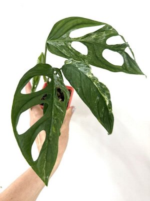 Монстера Indo Mint