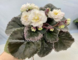 Фиалка АВ-Золотые Нити Рассвета, новинка!