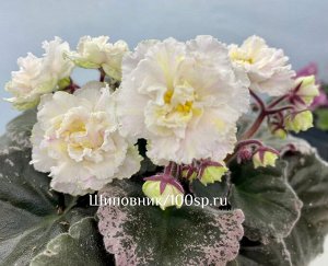 Фиалка АВ-Золотые Нити Рассвета, новинка!