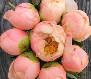 King's Day Мутация сорта «Coral Sunset». Полумахровый. Цветок диаметром 17 см, лососёво-оранжевый. Блекнет так же, как и «Coral Sunset» до пастельно-розовых и кремовых оттенков, но контраст между перв