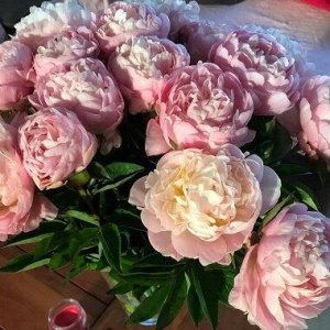 Victorian Blush