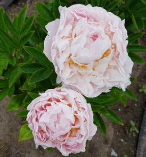 Victorian Blush
