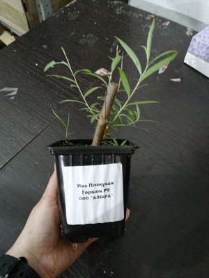 Ива плакучая саженец горшок P9
