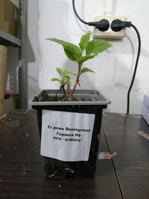 Сирень Венгерская саженец горшок Р9