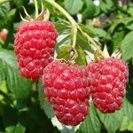 Саженцы 2025: Малина: Красная и Черная 🍓