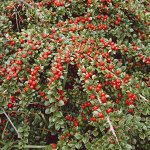 Декоративно-цветущие: рябинник, кизильник, ива