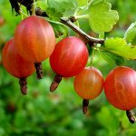 Саженцы 2025: Ягодные и плодовые кустарники 🍇
