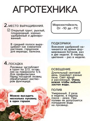 Бегония махровая «Медная» луковица, р-р 4/5, 5 шт.