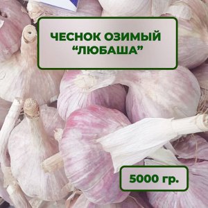 Чеснок озимый Любаша 5 кг