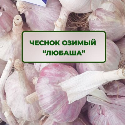 Чеснок озимый. Предзаказ на осень. Успей заказать
