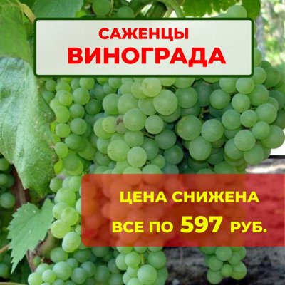 Цена снижена. Все по 597 руб. Саженцы винограда
