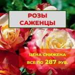 Цена снижена. Все по 287 руб. Саженцы Роз
