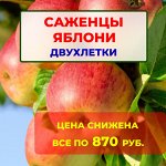 Цена снижена. Все по 870руб. Яблони двухлетки ОКС