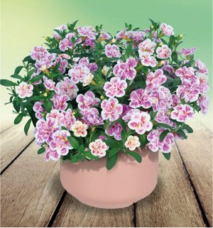 Калибрахоа Aloha Double Pink Blush