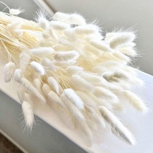 Натуральные сухие цветы зайцехвостника 60шт