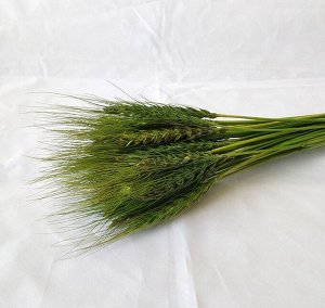 Пучок пшеничных колосьев (50 палочек)